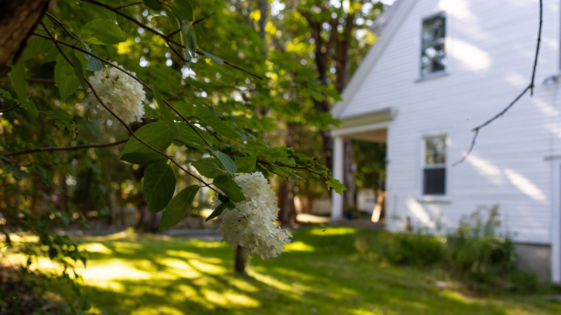 flowers in the foreground of a home.