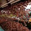 Potatoes being dumped into a collection bin after harvest.