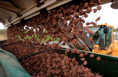 Potatoes being dumped into a collection bin after harvest.