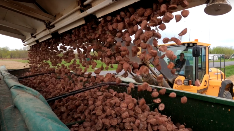 Potatoes being dumped into a collection bin after harvest.