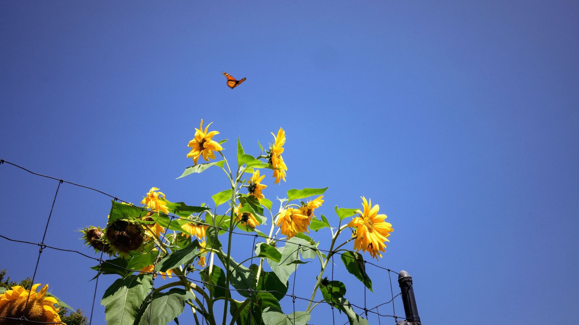 Sunflowers and a butterfly.