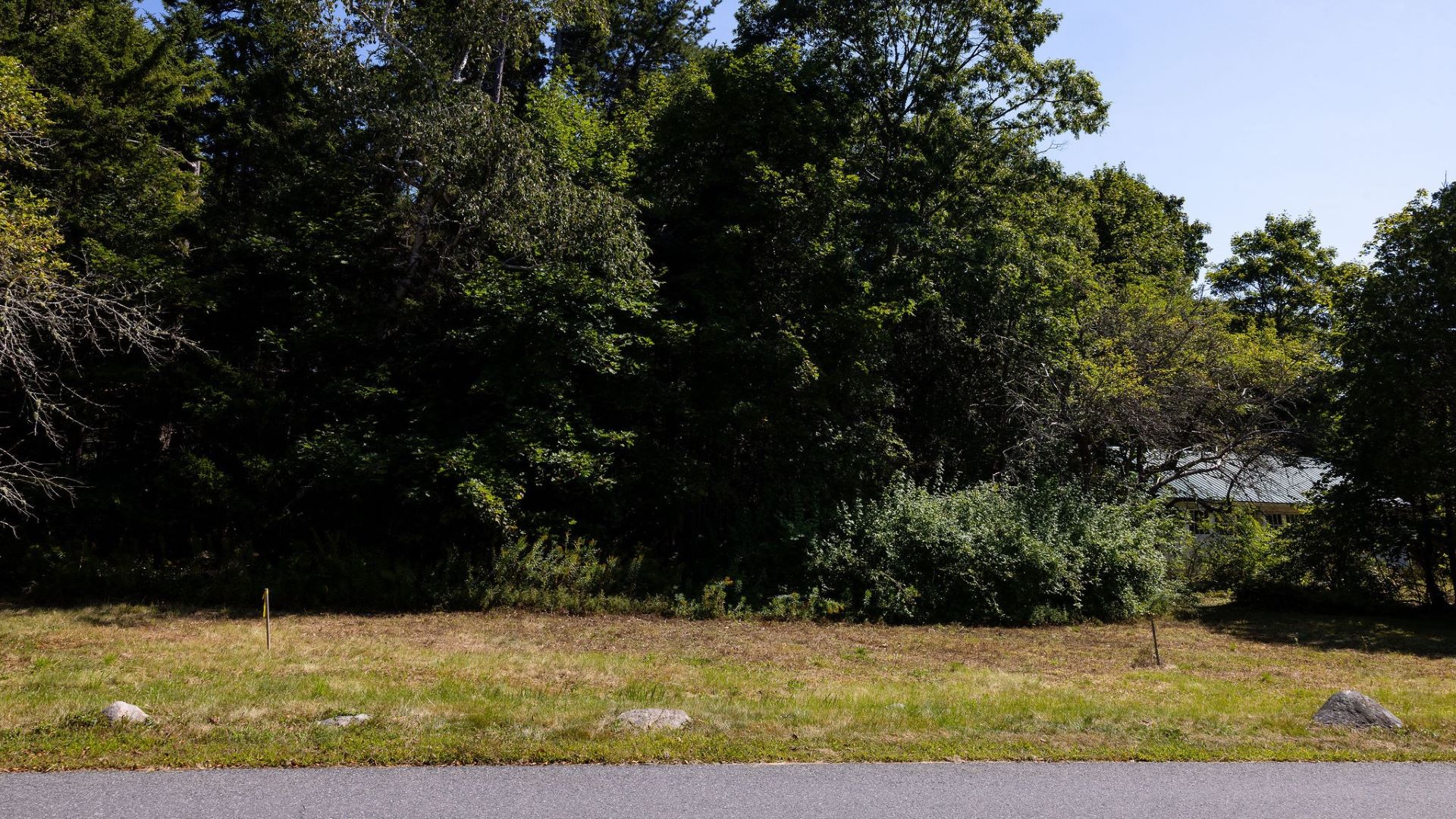 A forest of trees alongside a road in Mount Desert Island.