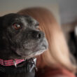 A black dog being held by a woman.