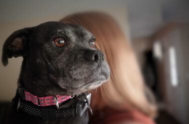 A black dog being held by a woman.