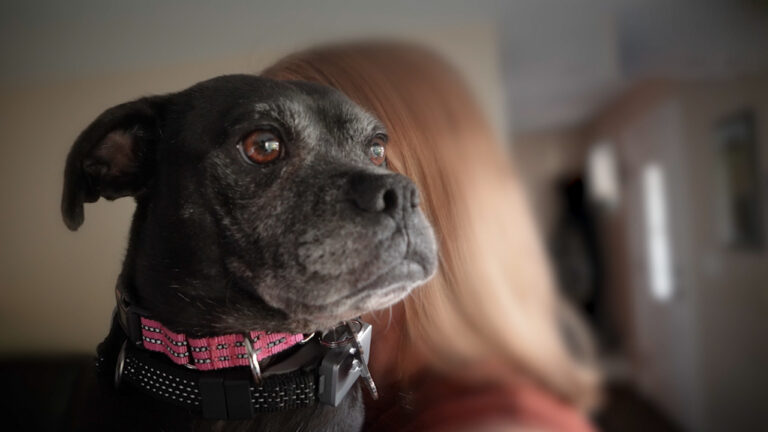 A black dog being held by a woman.