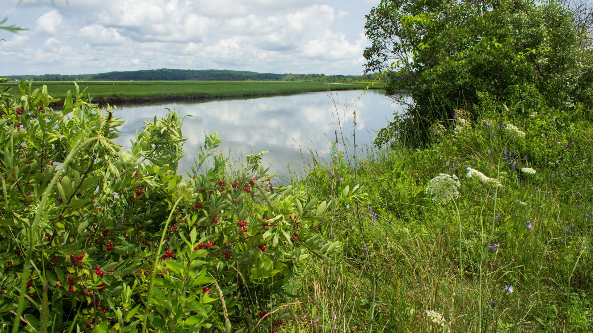 A view of the river and wildflowers.