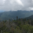 A view of alpine forest below the Gothics Mountain.