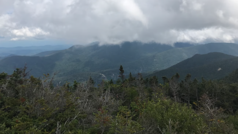 A view of alpine forest below the Gothics Mountain.