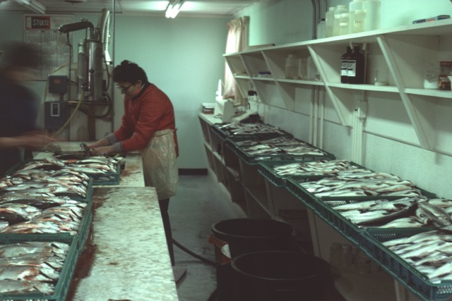 a man fills pans full of salmon. 