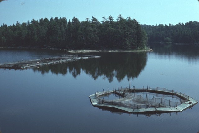 Salmon pens sit above the water