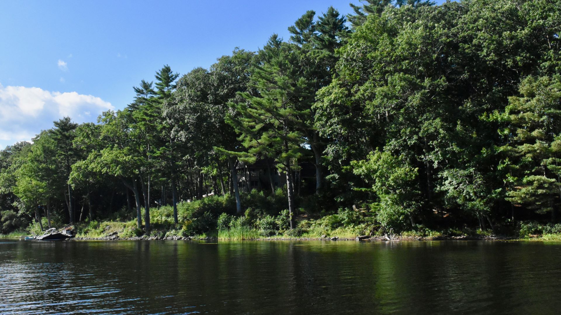 trees alongside Alamoosook Lake.