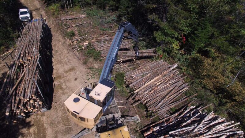 cut timber in a forest being loaded onto a flatbed.