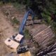 cut timber in a forest being loaded onto a flatbed.