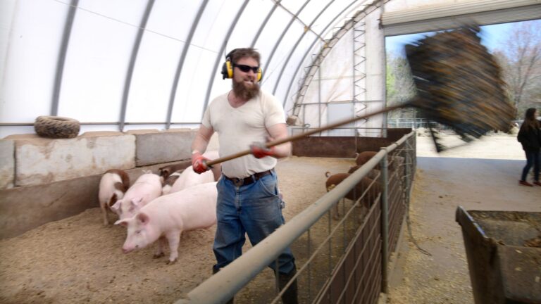 A man cleaning a pig pen.