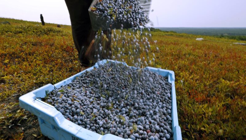 A worker pours wild blueberries into a tray at a farm.