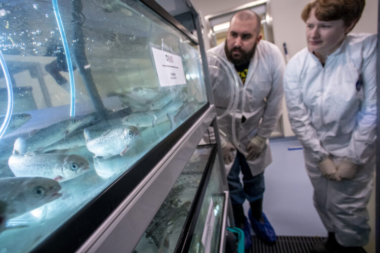 researchers looking at atlantic salmon in a tank.