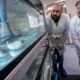 researchers looking at atlantic salmon in a tank.