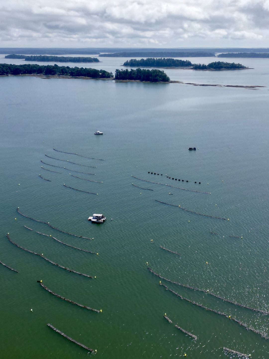 aerial view of an oyster farm in the water.