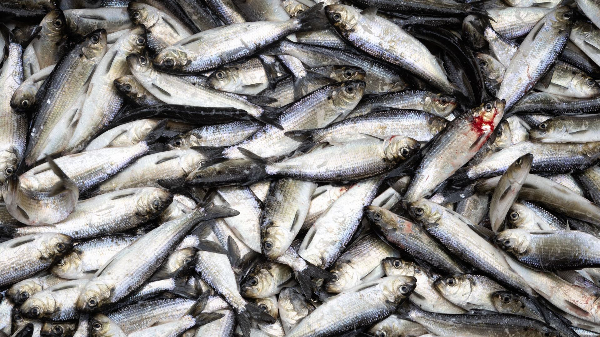 alewives