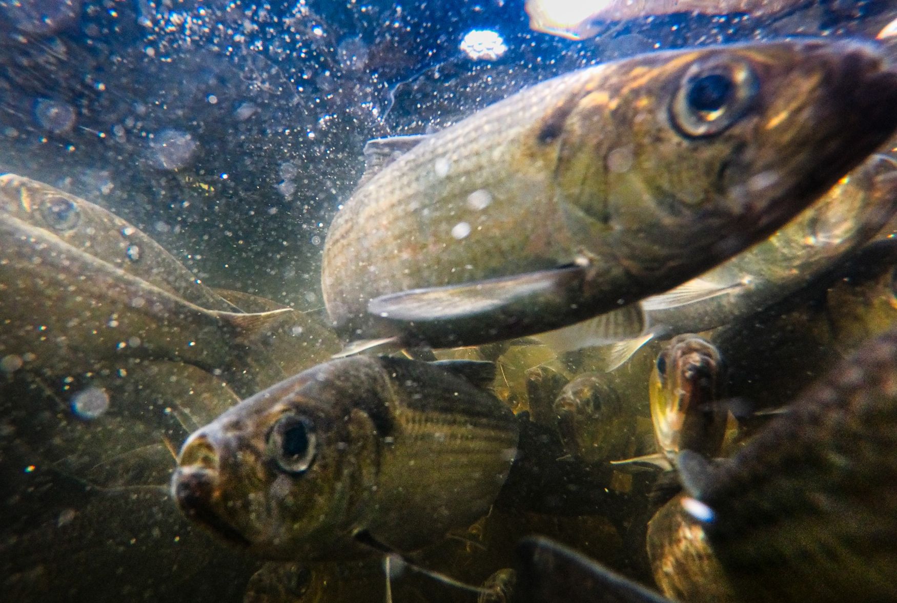 alewives under water.