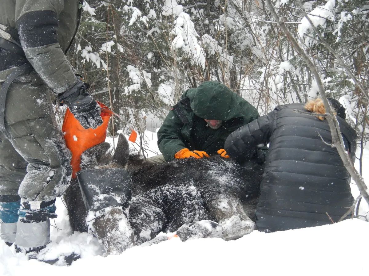a trio of individuals participate in checking for winter ticks on a moose.