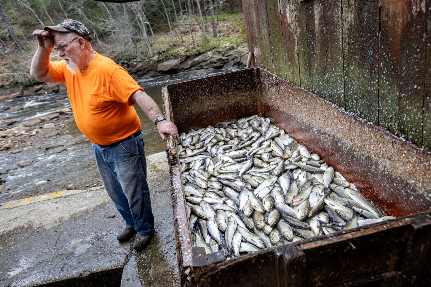 alewives fill a large wooden box.