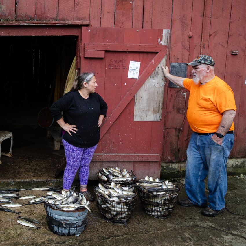 Steve Bodge and his daughter chatting near baskets of alewives.