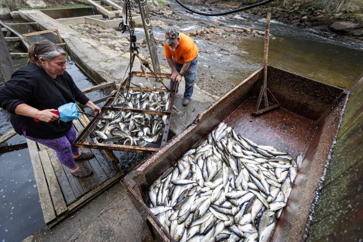 A man and a woman harvesting alewives.