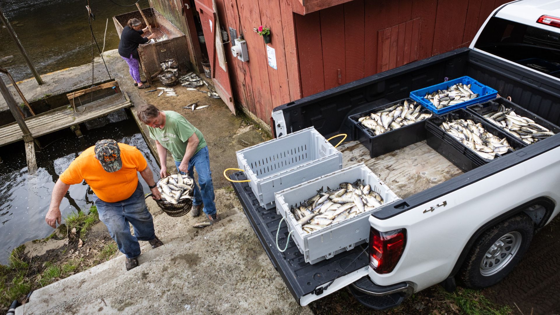 men carrying a basket of alewives to a truck.