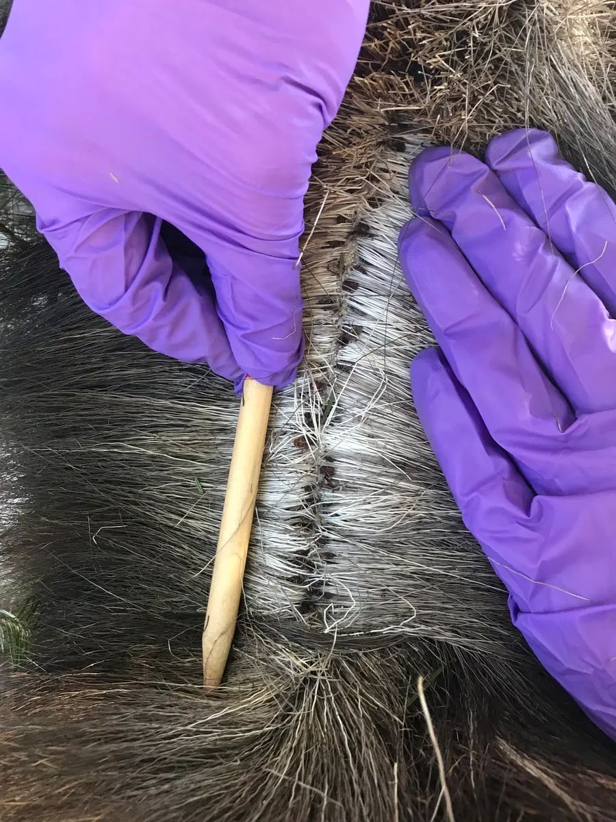 a count of winter ticks being conducted.