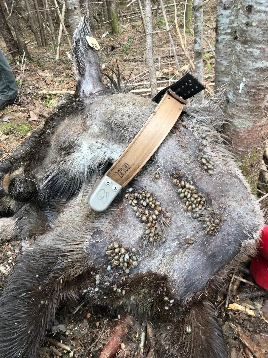 a dead moose with winter ticks attached to its body.