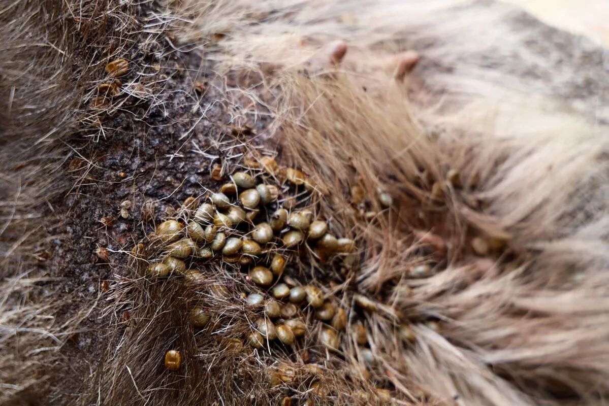 winter ticks on a moose.