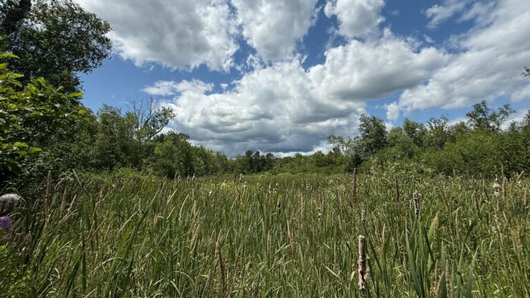 A view of the belfast wetlands.