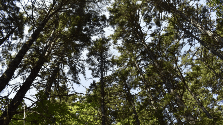 a look up into a canopy of trees.