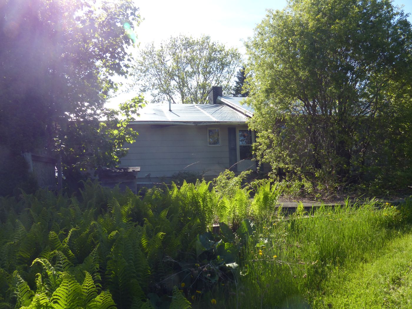 an overgrown front lawn
