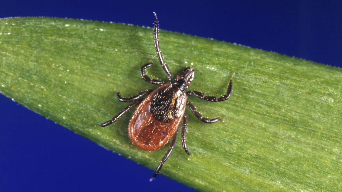 a deer tick.