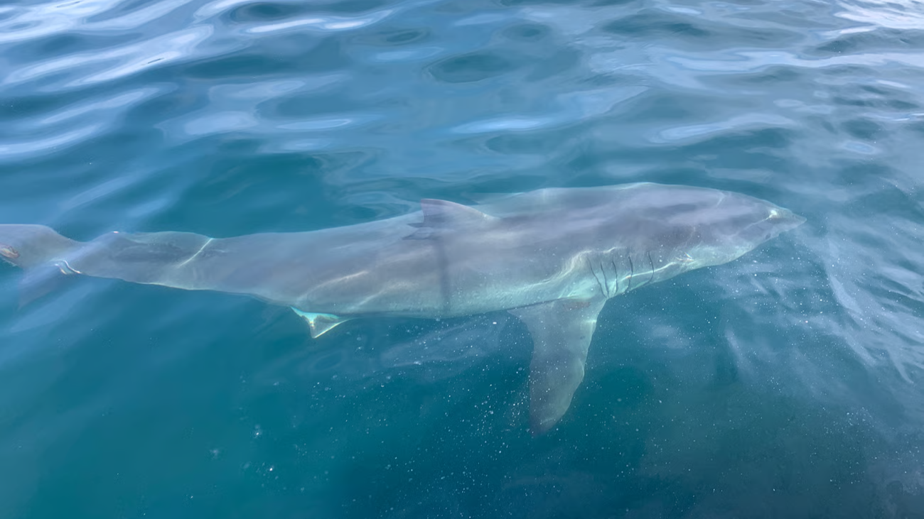 great white shark swimming.