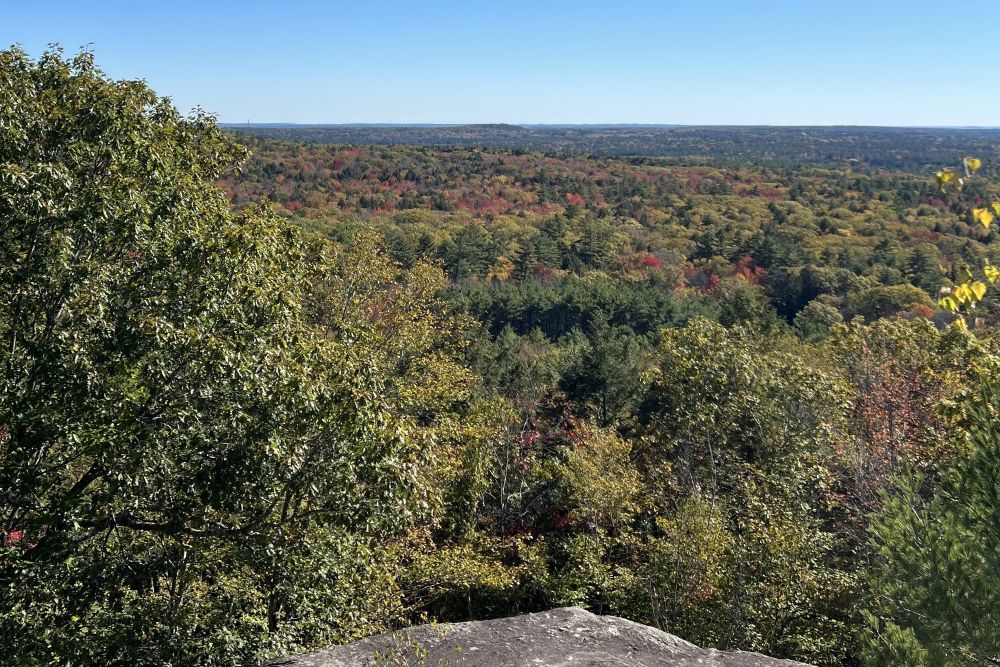 View from Bradbury Mountain of trees.