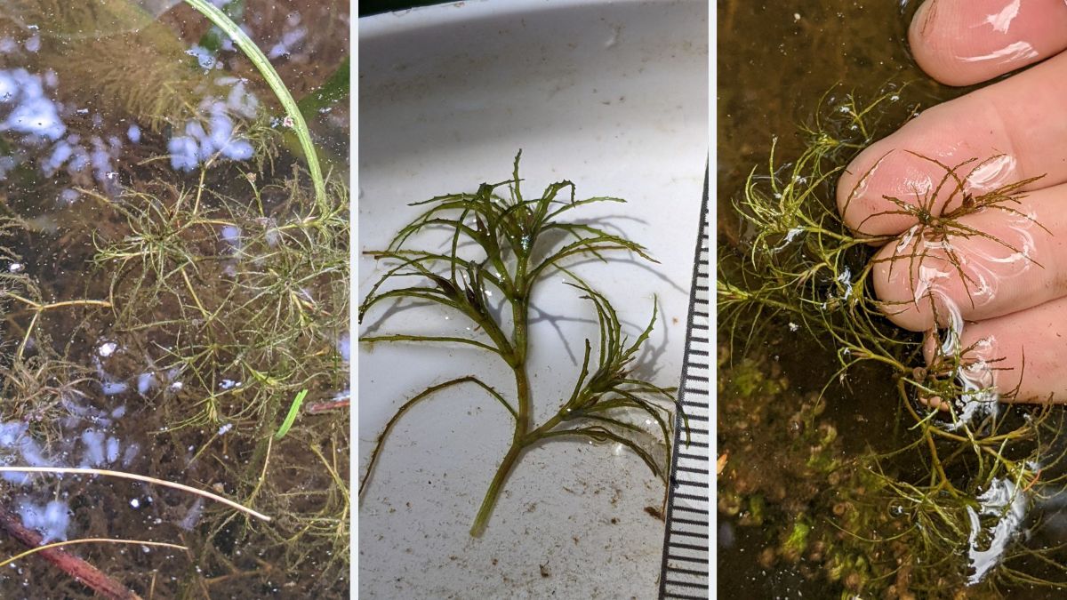 ‘Encouraging news’ in fight against invasive plant in Sokokis Lake