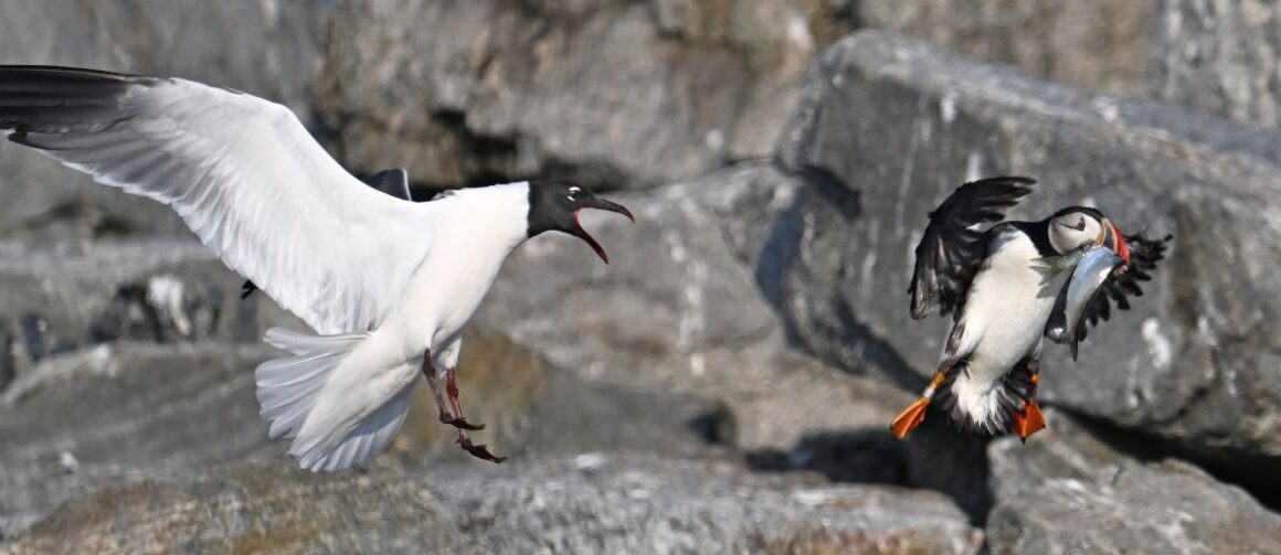 A laughing gull chases after a puffin.