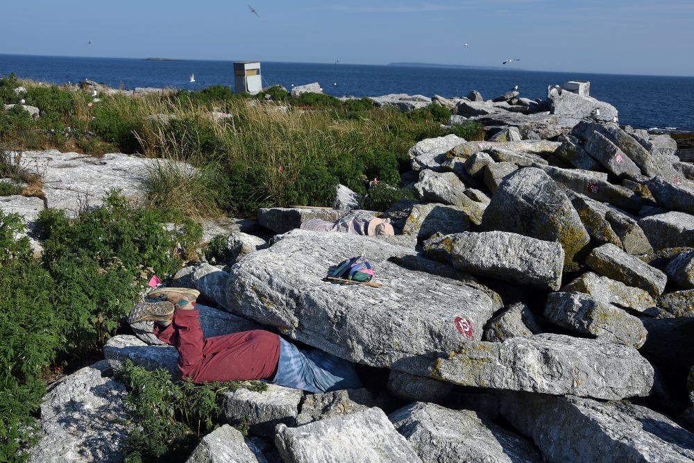 researchers hunt between boulders for puffin chicks.