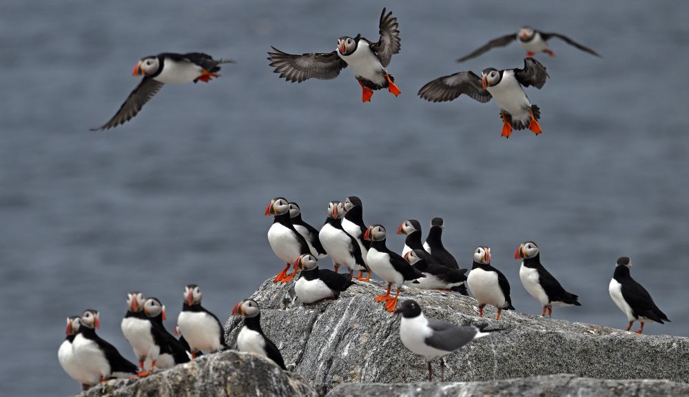 a large group of puffins on boulders and flying in the air.