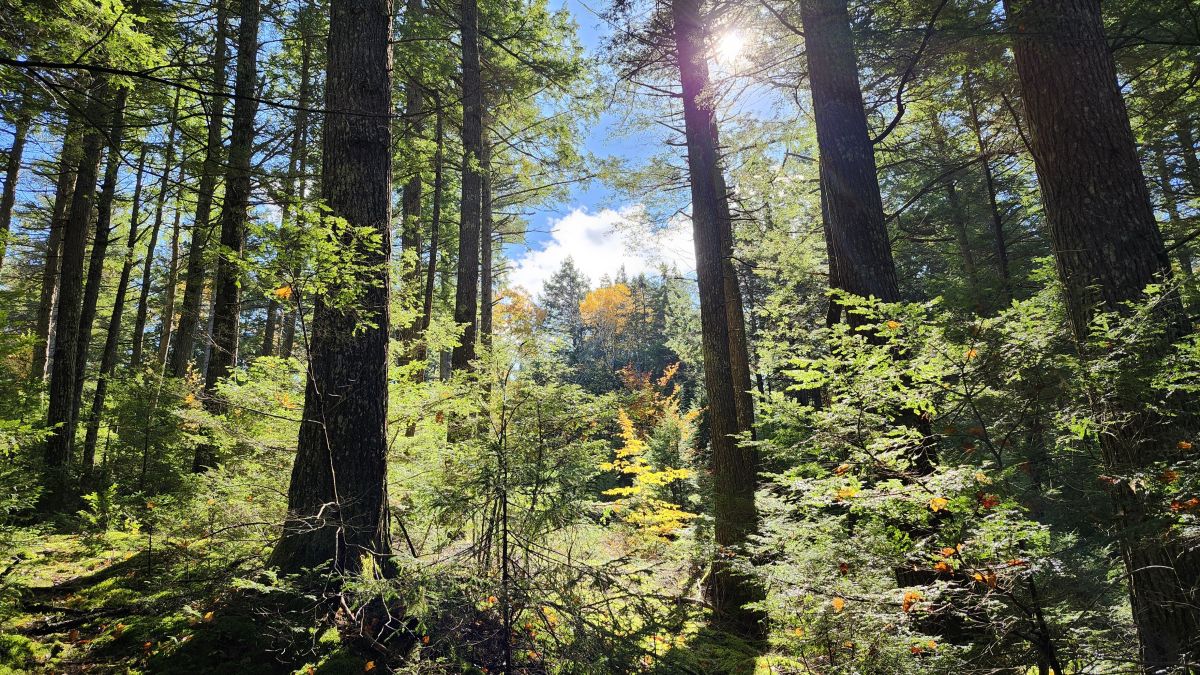 stand of hemlocks