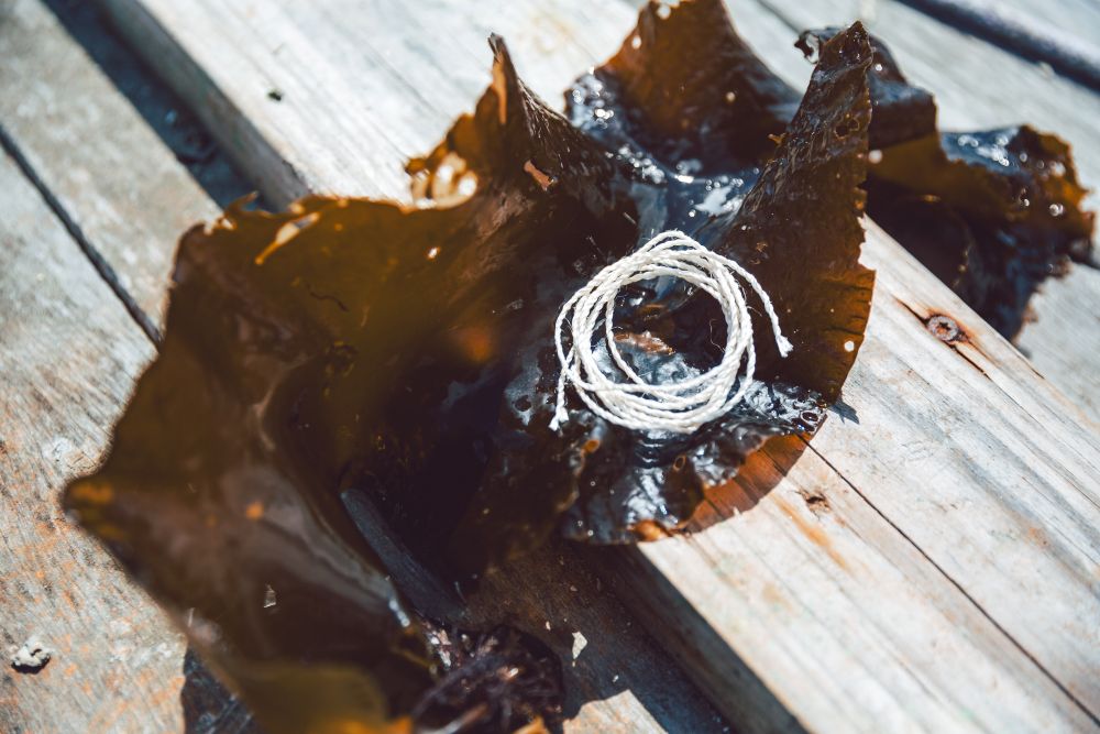 kelp-derived twine placed on top of a piece of kelp.