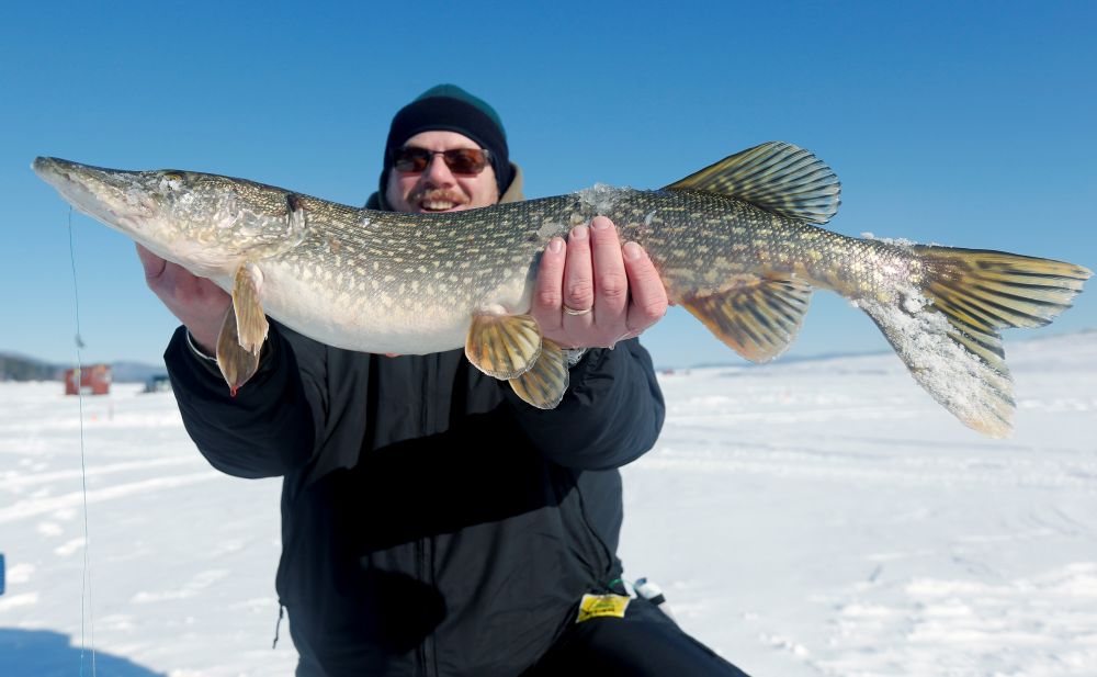 A man holds a northern pike fish.