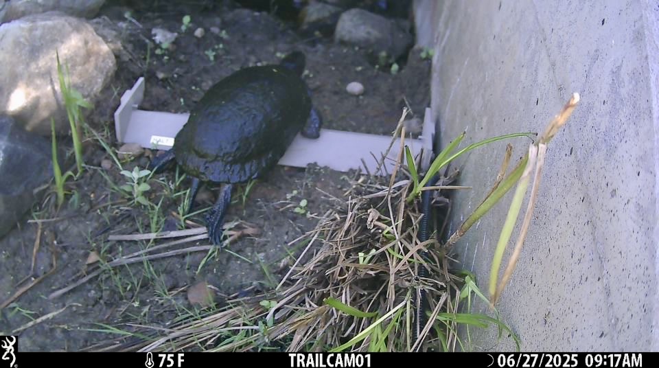 Maine’s first turtle tunnel is working