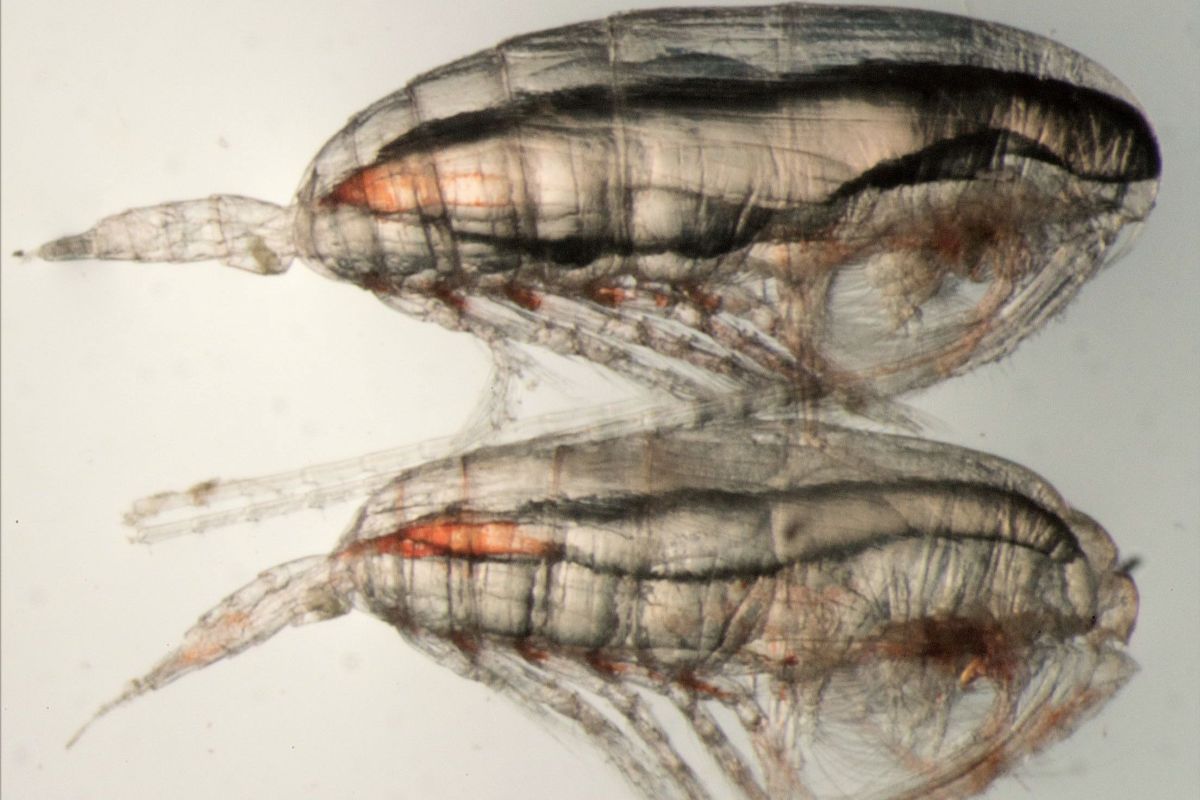 Two female Calanus finmarchicus