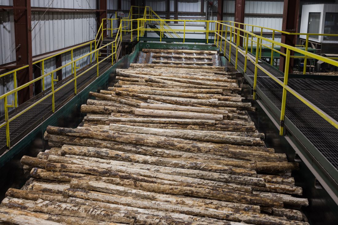 logs moving through the sawmill process