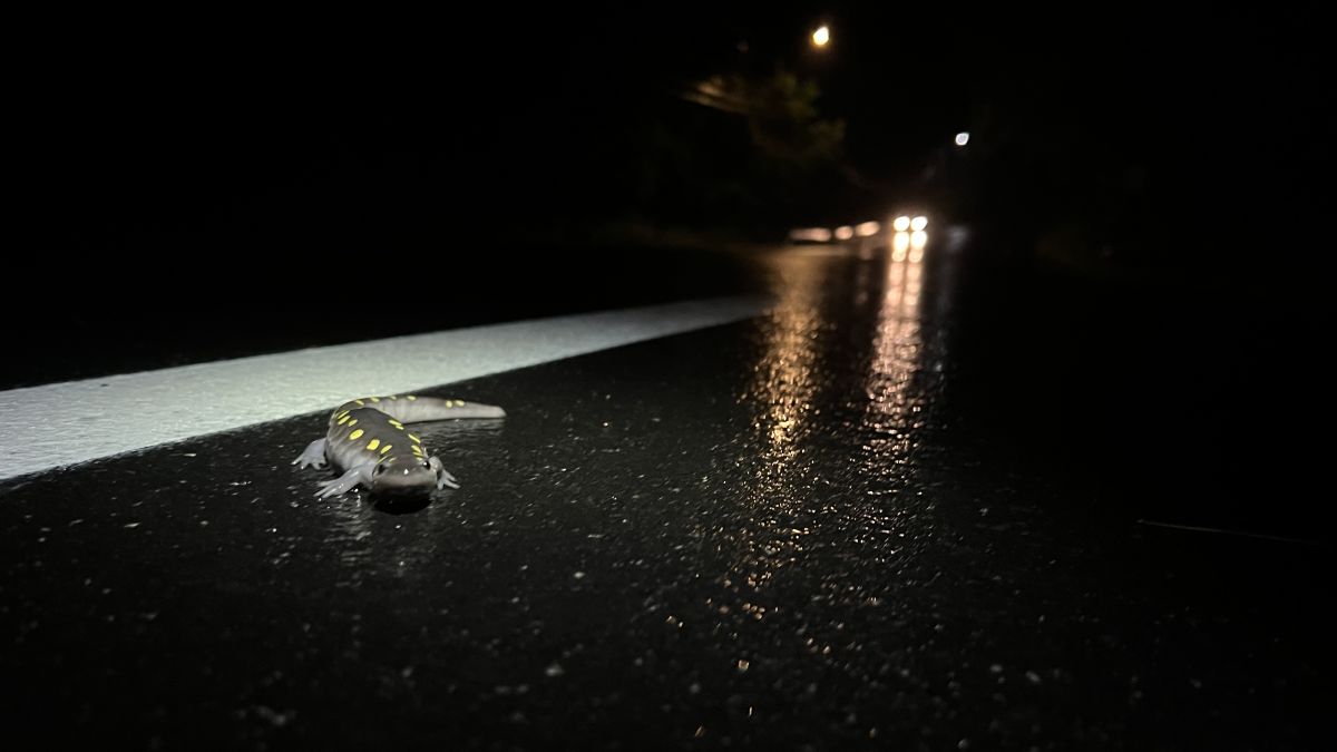 a spotted salamander in the roadway at night with a car's headlights in the far distance.
