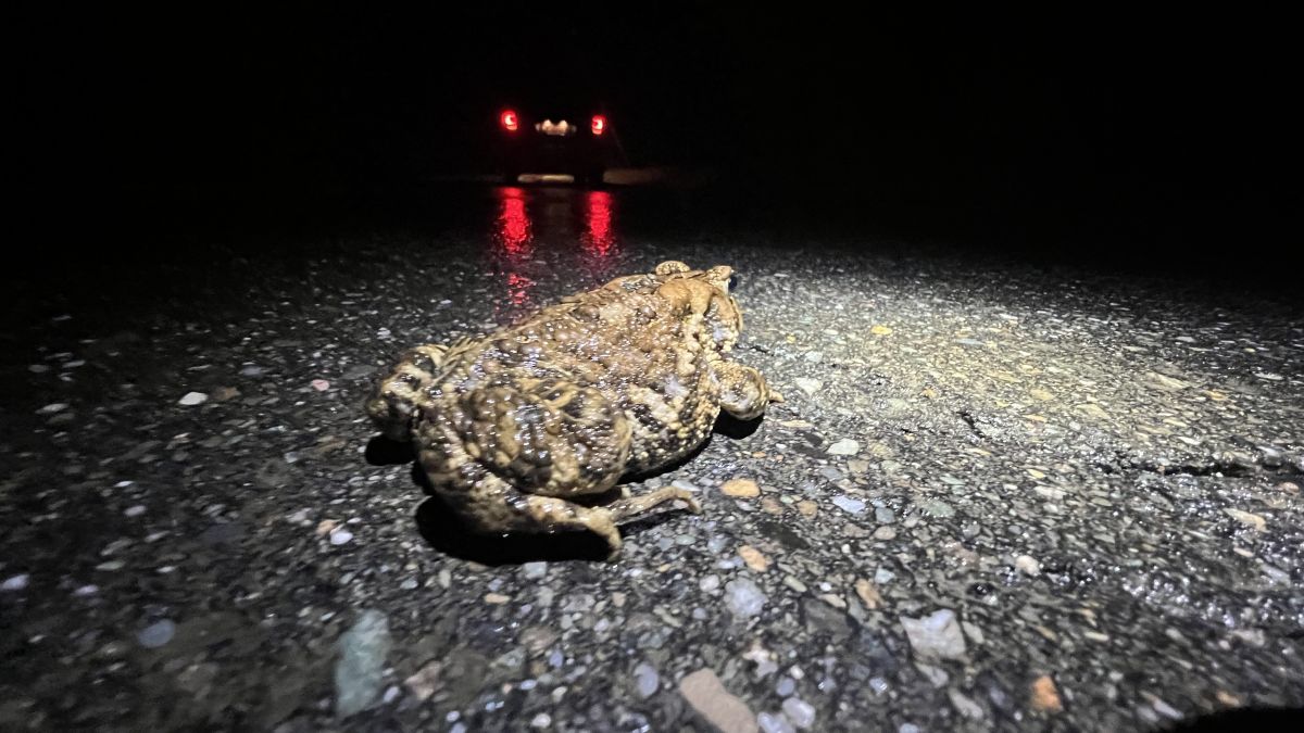 a wood frog in the road at night